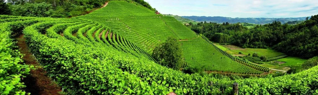 vigneti delle Langhe Barolo Barbaresco panorama colline Piemonte