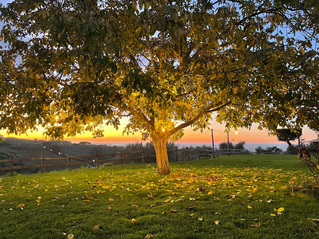 Tramonto autunnale nella campagna romana con luci e foglie cadute