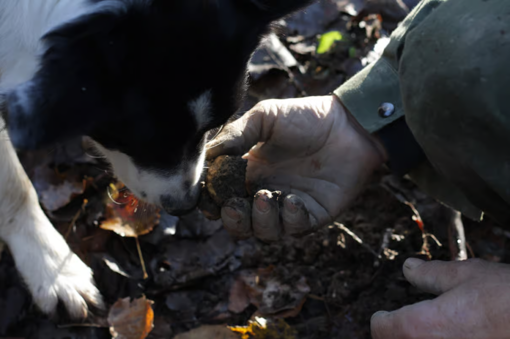 Mani del trifolao che raccolgono un tartufo appena trovato dal cane da cerca tra le foglie del bosco nelle Langhe piemontesi