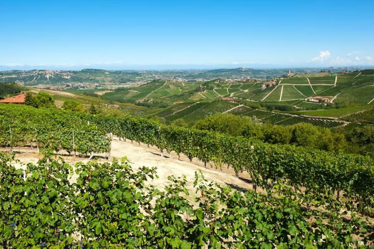Panorama dei vigneti delle Langhe in Piemonte con filari di vite in primo piano e le colline del Barolo sullo sfondo sotto un cielo azzurro
