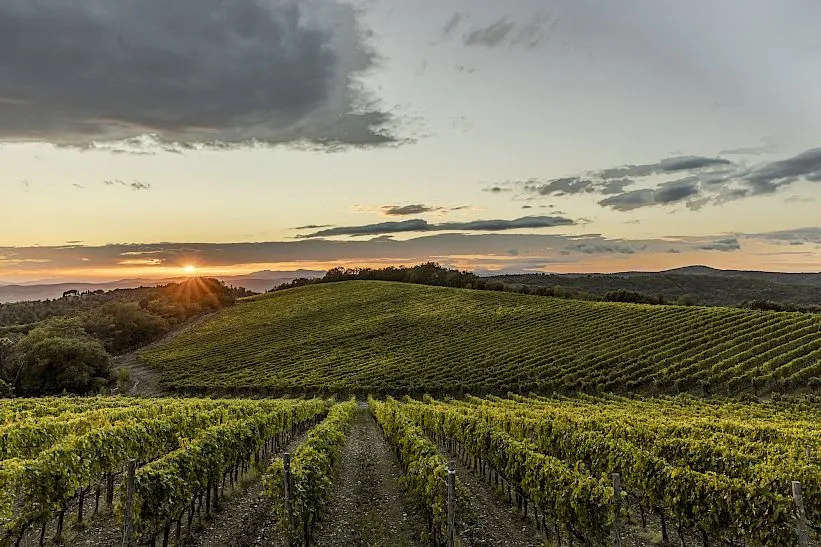 Vigneti biodinamici di Tenuta Corte Pavone a Montalcino al tramonto, con le colline toscane sullo sfondo