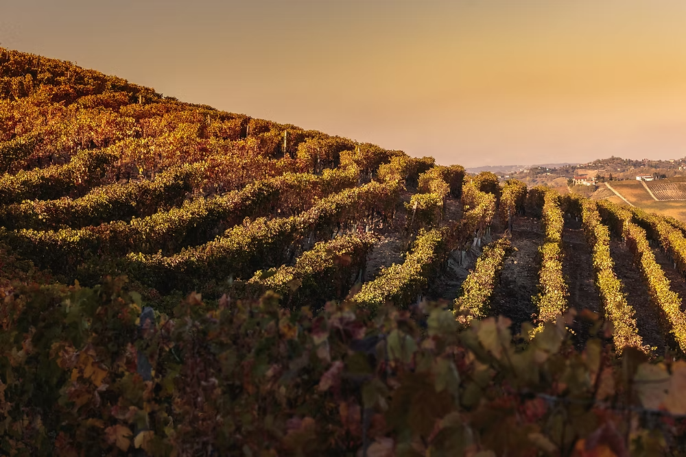 Cantina Bussi Piero a Calosso con vista panoramica sui vigneti tra Langhe e Monferrato in Piemonte