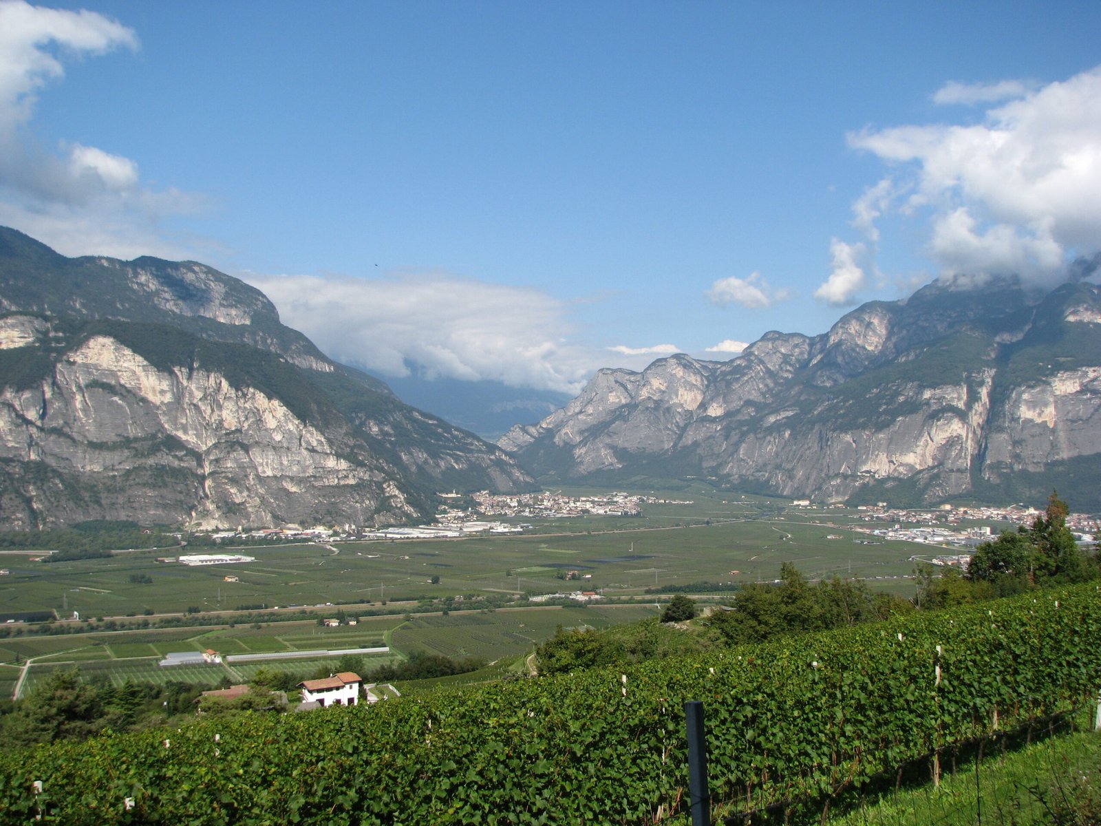 Veduta panoramica della Piana Rotaliana con vigneti e Dolomiti