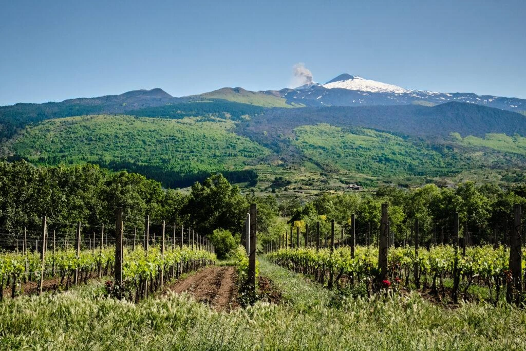 Vigneti dell'Etna con il vulcano sullo sfondo durante un tour enogastronomico in Sicilia