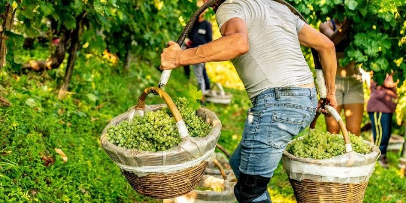 Vendemmia autunnale nei vigneti del Vesuvio con grappoli di uva Piedirosso pronti per la raccolta