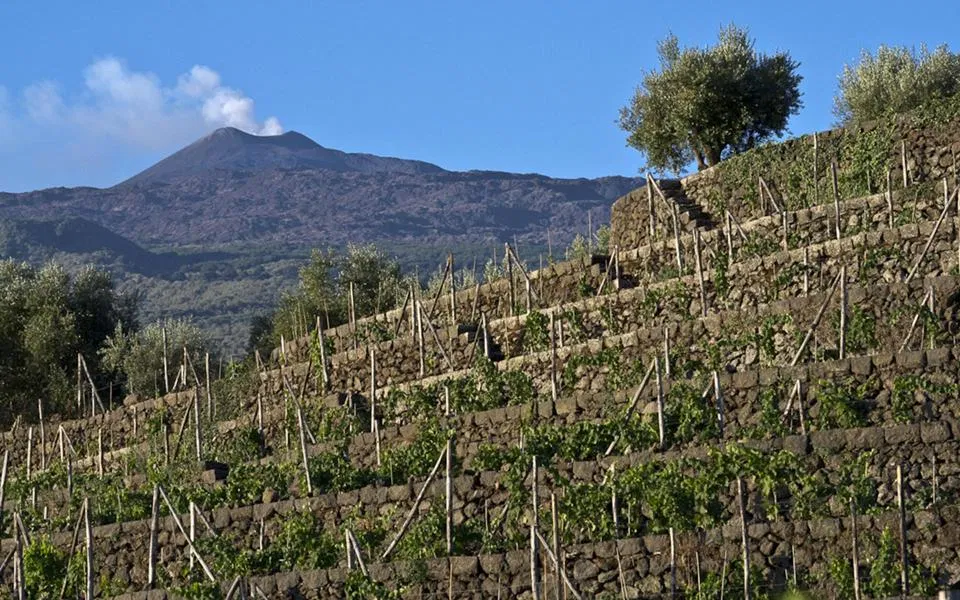 Vigneti terrazzati con muretti in pietra lavica sul versante dell'Etna con il vulcano fumante sullo sfondo