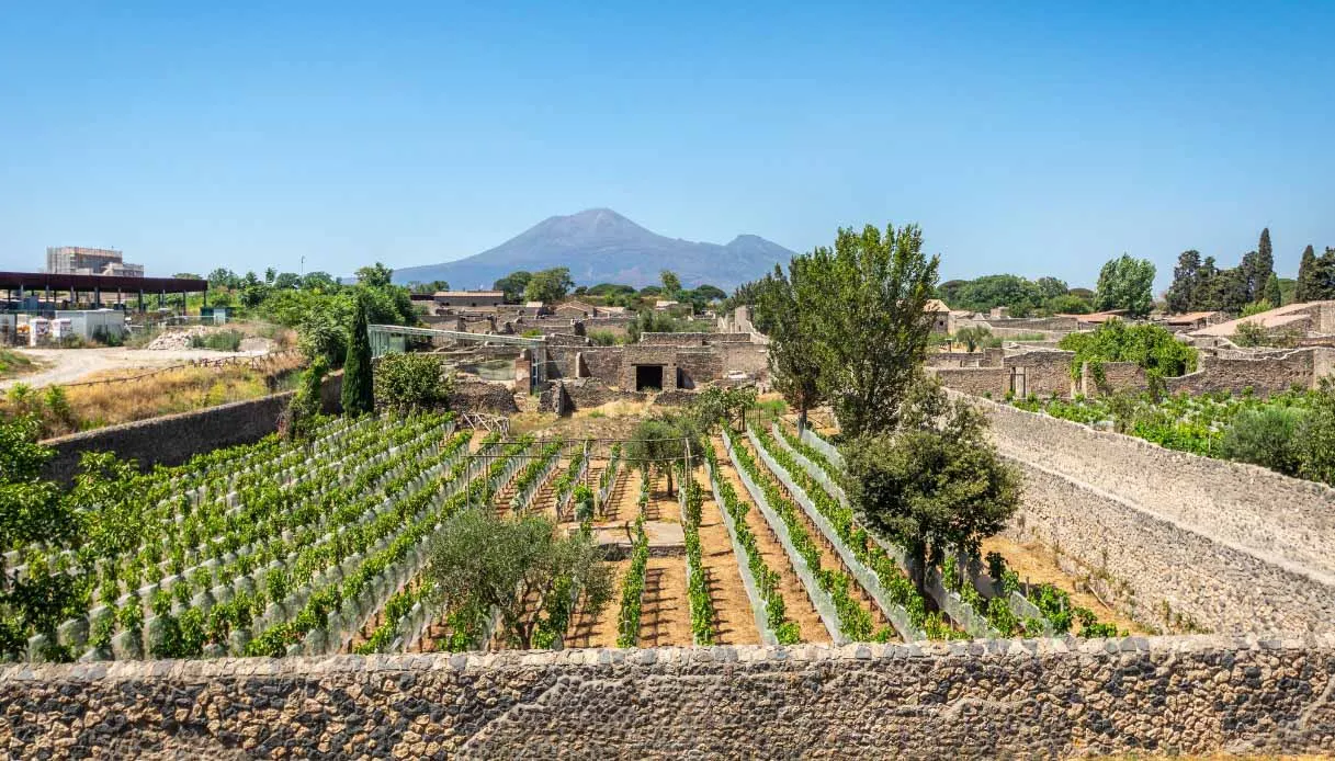 Vigneti alle pendici del Vesuvio con vista sugli scavi di Pompei sullo sfondo