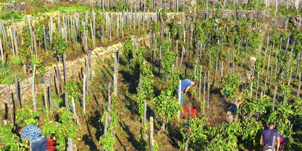 Vendemmia a mano nel vigneto terrazzato di Benanti sul Monte Serra con muretti in pietra lavica, versante sud est dell'Etna