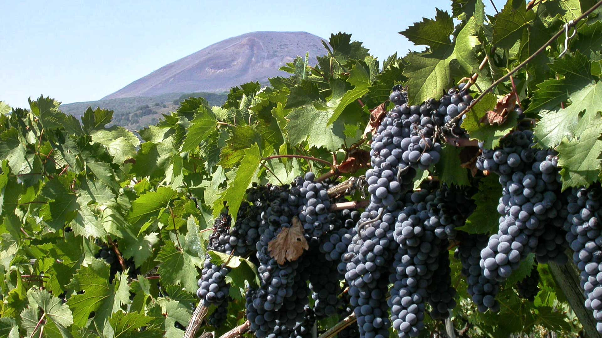 Vigneto sulle pendici del Vesuvio dove nasce il Lacryma Christi, con vista sul Golfo di Napoli