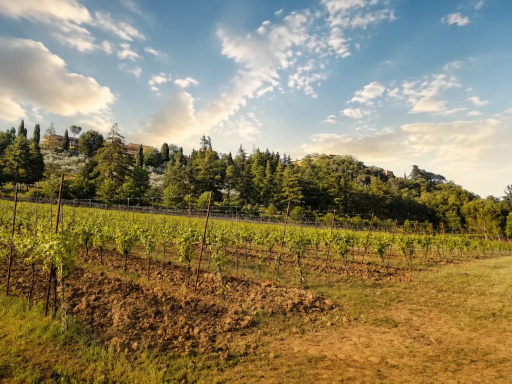 Vigneto di Pignoletto lungo il Sentiero del Vino di Dozza in Emilia-Romagna.