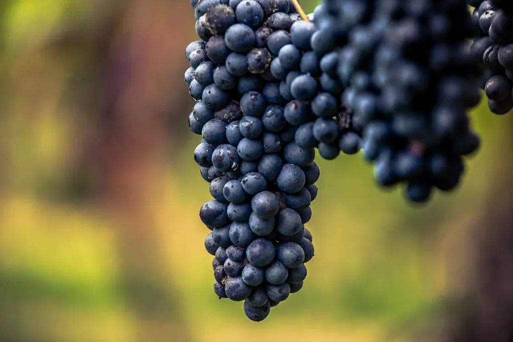 Grappolo maturo di uva Lambrusco coltivato in Emilia-Romagna.