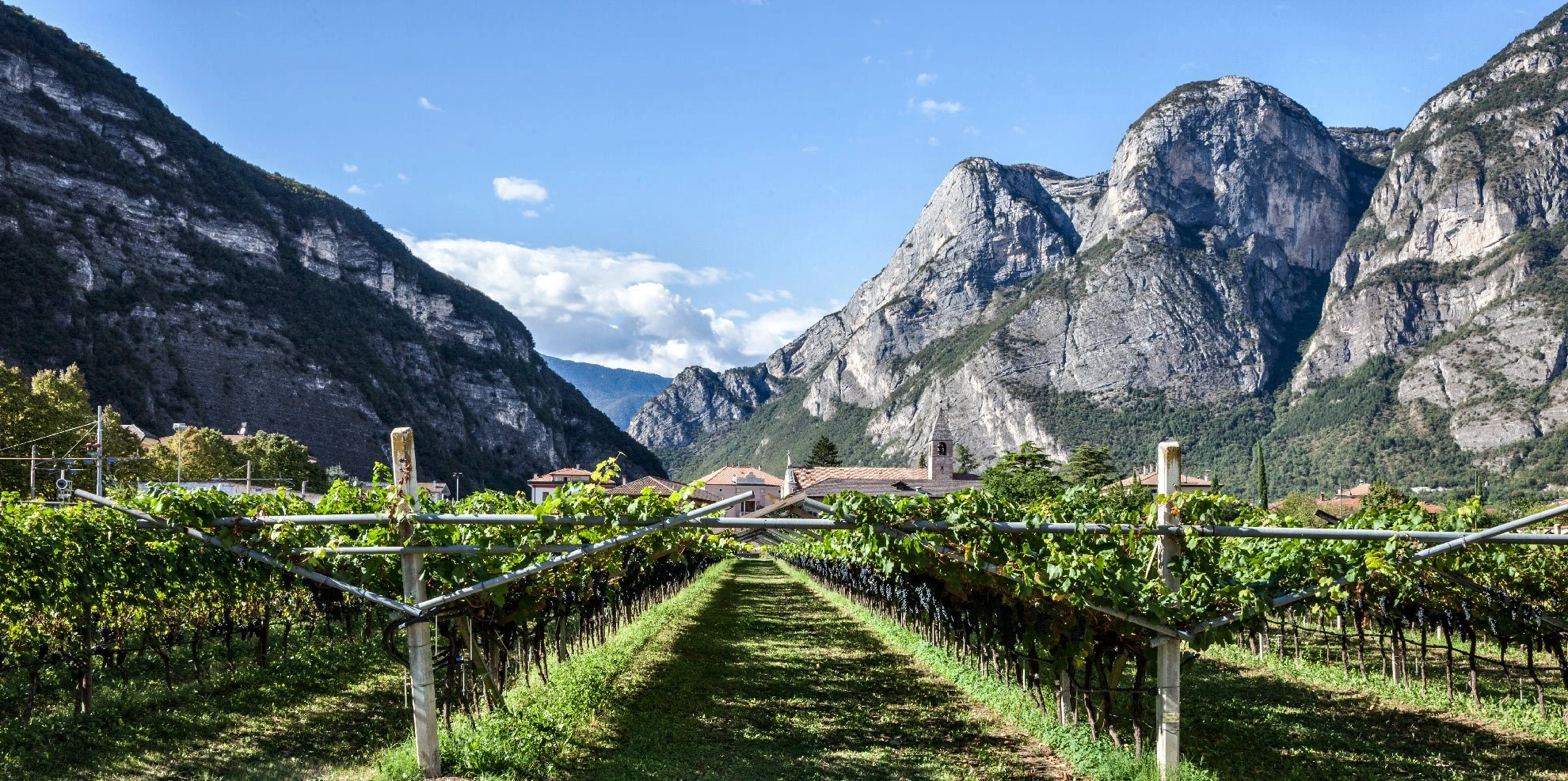 Vigneti della Piana Rotaliana in Trentino con le Dolomiti sullo sfondo durante un tour enogastronomico.