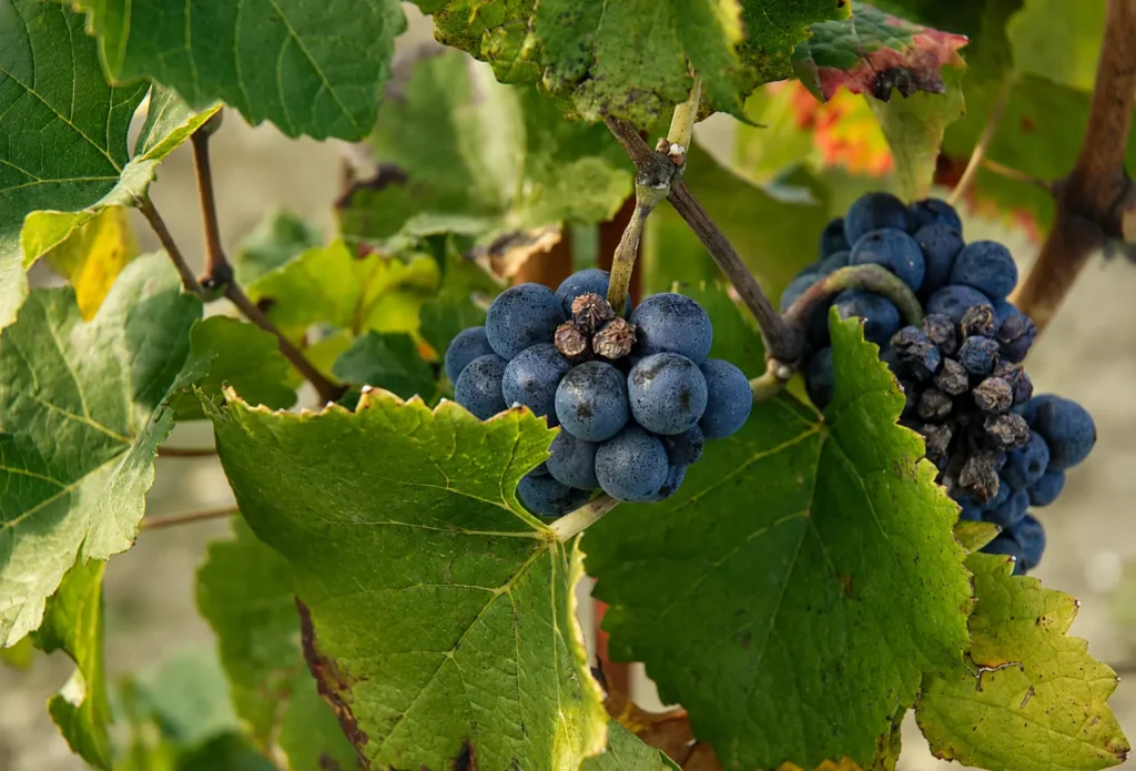 Grappolo di uva Croatina coltivata nell’Oltrepò Pavese