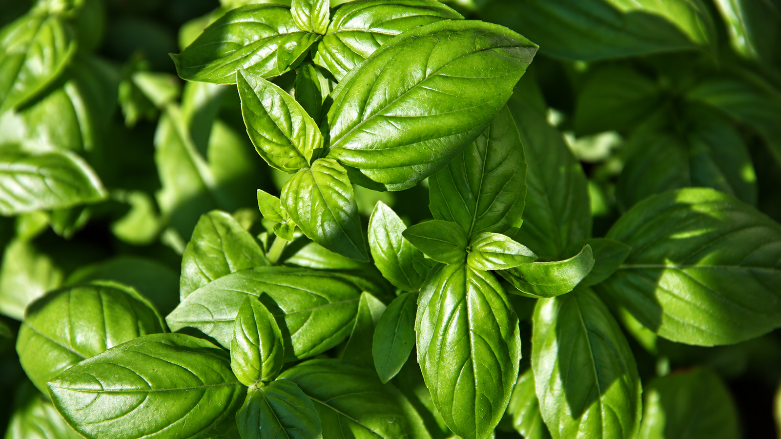 Pesto genovese preparato con basilico e ingredienti della tradizione ligure