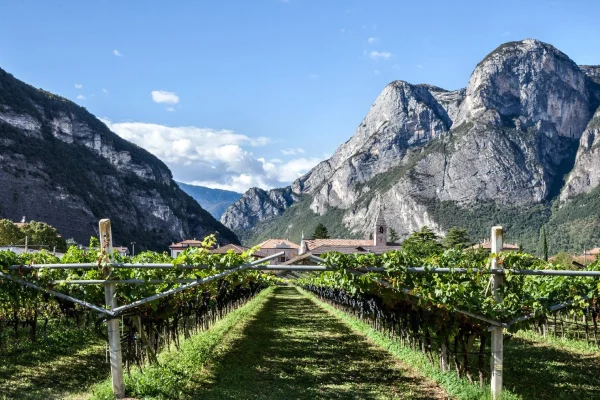 Vigneti della Piana Rotaliana in Trentino con le Dolomiti sullo sfondo durante un tour enogastronomico.