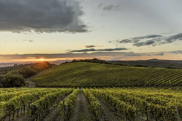 Vigneti biodinamici di Tenuta Corte Pavone a Montalcino al tramonto, con le colline toscane sullo sfondo
