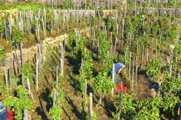 Vendemmia a mano nel vigneto terrazzato di Benanti sul Monte Serra con muretti in pietra lavica, versante sud est dell'Etna